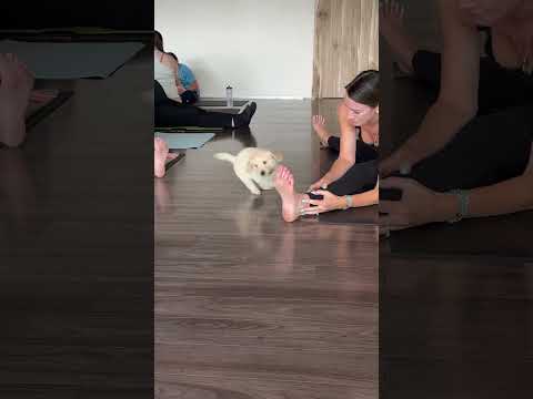 Golden retriever puppy mimicking my moves he understood the assignment. #puppyyoga #goldenretreiver
