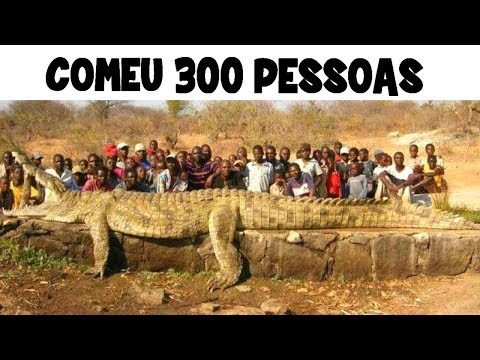 10 ANIMAIS MAIS TEMIDOS DA HISTÓRIA