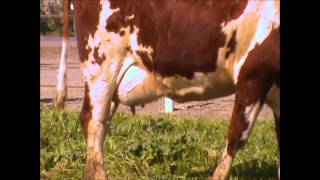 Procross Open House 2013 - Hoekstra dairy - Commentary by Mike Osmundson