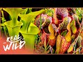 Exploring the Hidden World of Plants