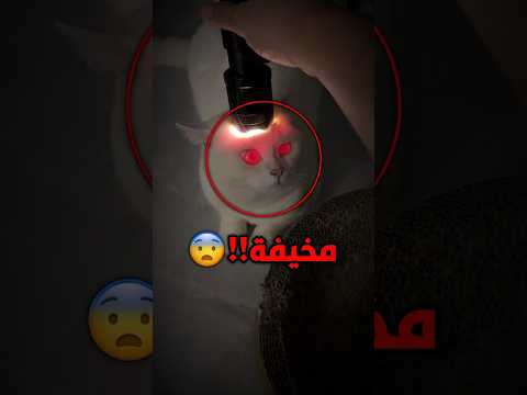 تحول عيون القطط 😨 #shortvideo #shorts