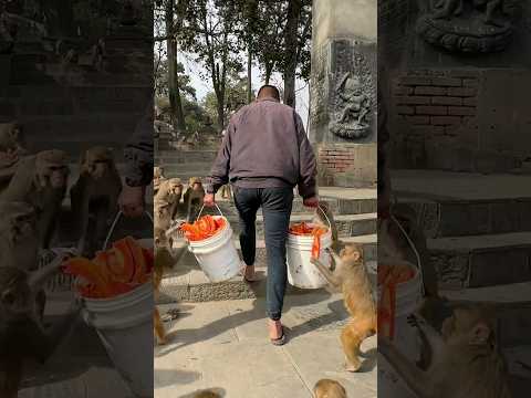 Fresh papaya surprise for monkeys #feedinganimal