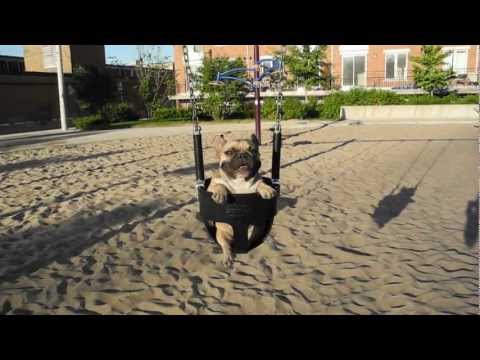 Frenchie Loves To Ride In The Baby Swing!