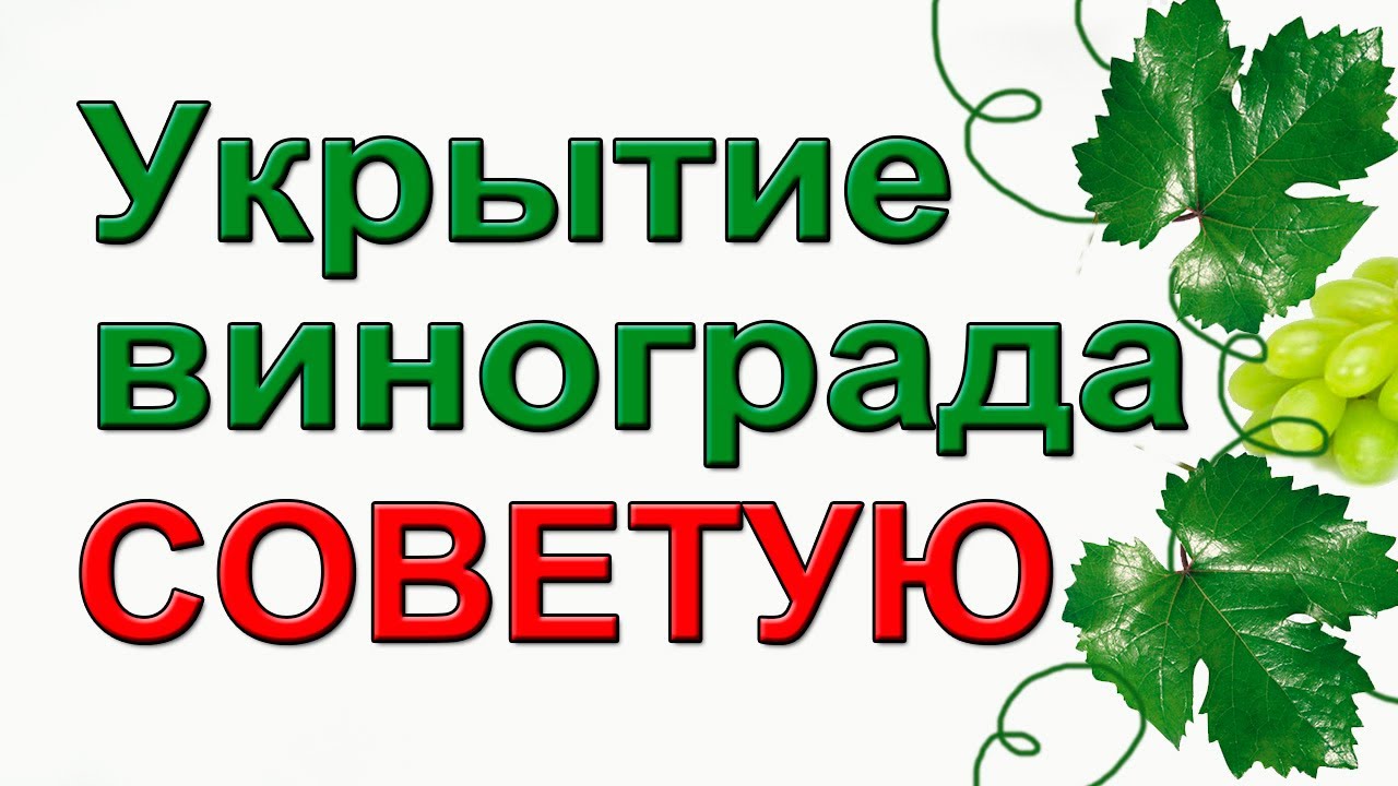 Как укрыть взрослый виноград на зиму. Надежный и простой способ