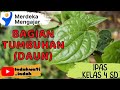 Kuis Pembelajaran Daun