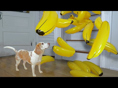 Cute Dog Goes Bananas for Giant Bananas!