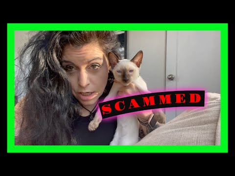 I AM BEING SCAMMED (CAT BREEDING)