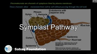 Symplast Pathway