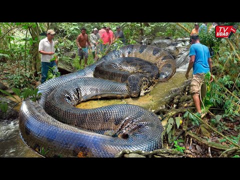 Geger!! Sekelompok Pria Temukan Ular Raksasa Mirip Anaconda di Tengah Hutan Indonesia...