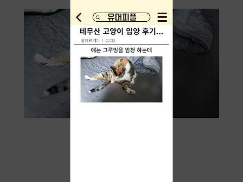 테무산 고양이 입양 후기..