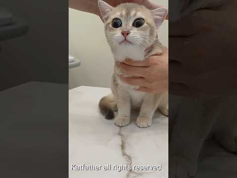 Cat hospital 고양이 병원 kitten medication