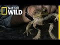 Cane Toad Invasion: Impact on Python Hunters