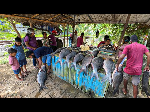Top 01 In Asia!! 100KG HUGE Catla Fish Cutting Market In Village | Street Villagers Are Surprised