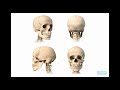 Exploring the Human Body: Systems and Senses