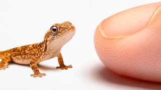 Making Friends With a Baby Lizard