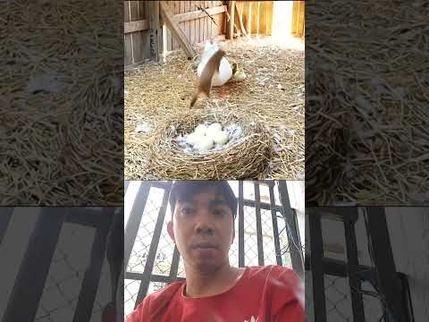 goose protects eggs from baby squirrel #shortvideo #funny #song #viral #animals #short