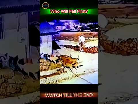 6 Wolves vs 1 Turkish Kangal—Can One Dog Really Survive?