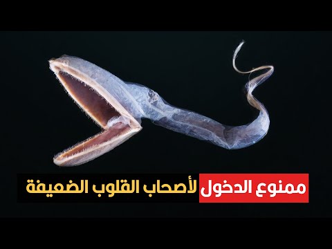 لو بتخاف من البحر.. متتفرجش على الفيديو ده