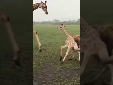 A Wrestling Match Between a Giraffe and a Lion #animals #wildlife #funny