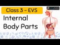 Human Body Functions and Organs