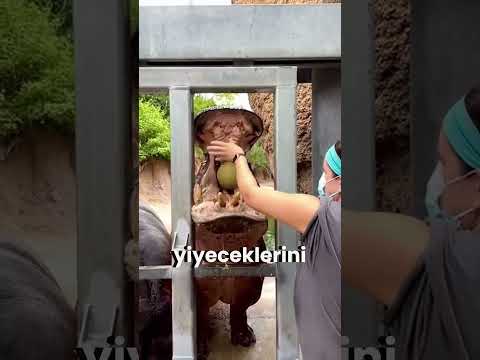Su Aygırlarının Yemek Yeme Sırrı! 😲🦛