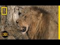 Wildlife Adaptations and Interactions
