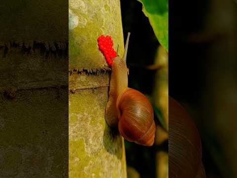Experiment with jungle snail eggs #camping #bushcraft #survival #outdoors #SurvivalBogura
