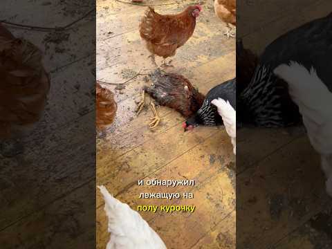 Как мы курочек спасали тгк: Original_Farmers #ферма #дача #курицы