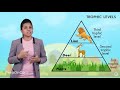 Understanding Food Chains and Energy Flow