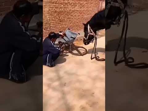 Dia Cuma Seekor Kuda Tapi Lihat Apa yang Dia Lakukan untuk Kakeknya #kuda #kudalucu #shorts