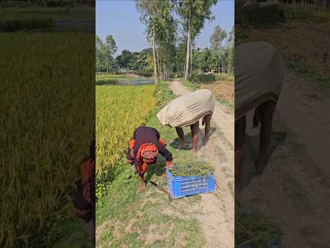 The naughty cow kicked.