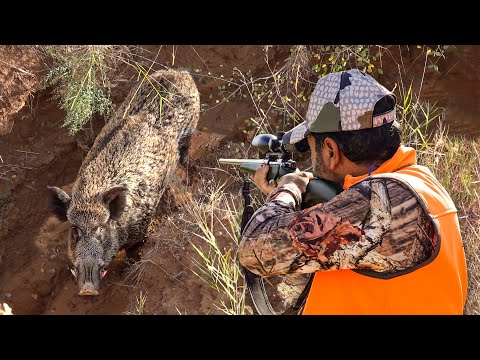 GIANT MONSTER BOARS: Incredible Close-Range Shots & Fearless Hunting Dogs!