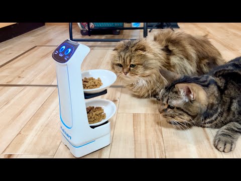 配膳ロボットで猫のご飯を届けるとこうなります