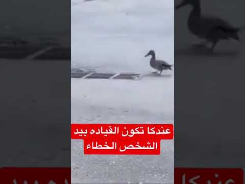 هذا ما يحدث عندما تسير من دون تركيز