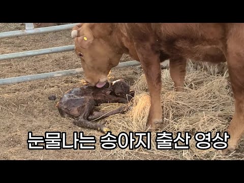 50대소린이의 농장일기#9  2021년4월 소가 진통하고 출산 까지의 힘든 과정#시골농장