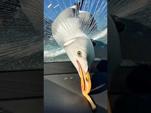 burung camar/seagul