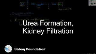 Urea Formation, Kidney Filtration