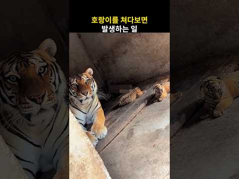 새끼 호랑이를 쳐다보자 어미의 충격적인 반응