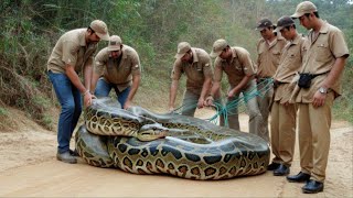 The Giant of the Amazon