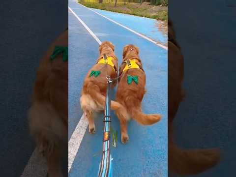 Dogs are like copy and paste #foryou #dog  #funny