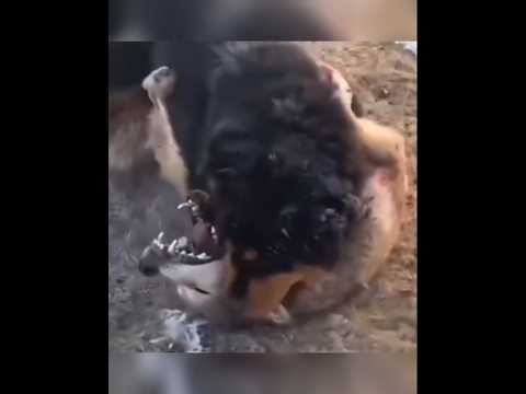 Wolf's running endurance in desperate escape from Tibetan mastiffs 티벳 맹견의 추적을 따돌리는 늑대 주력