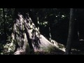 Jungle Animal Communication Behaviors