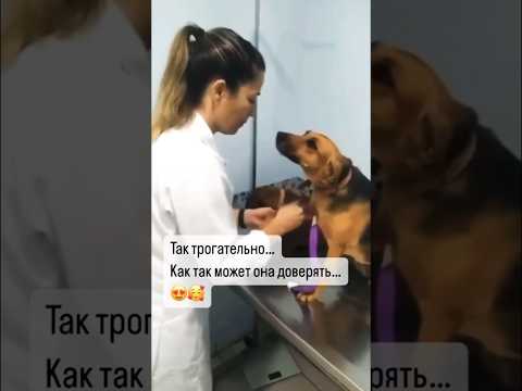Человек - собаке друг!