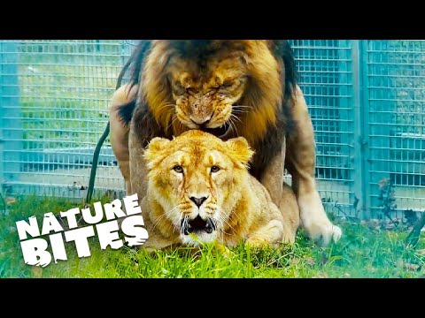 Lions Mating and Parenting Rituals | Nature Bites