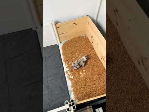 Bully puppies get potty training
