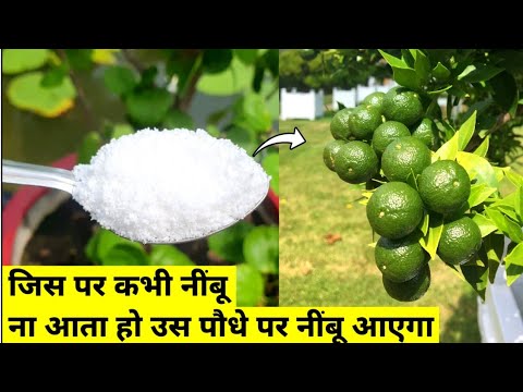 कभी नींबू ना आता हो उस पौधे पर नींबू आएगा | Best Fertilizer For Lemon Plant | Home Garden