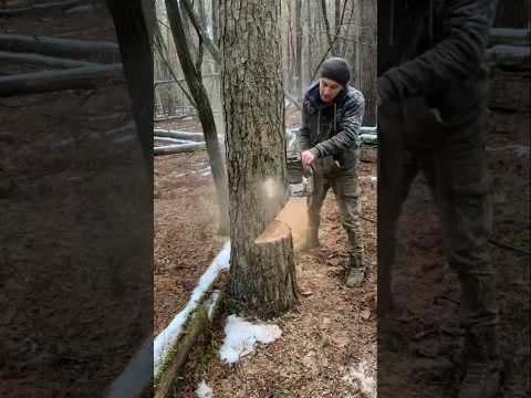 Short 01 #wood #cuttingskills #woodworking #chainsaw #forest #bushcraft