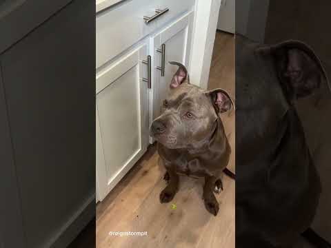 My Dogs Morning Routine ASMR #viral #asmr #doggrooming #dogbath #satisfying #asmrsounds