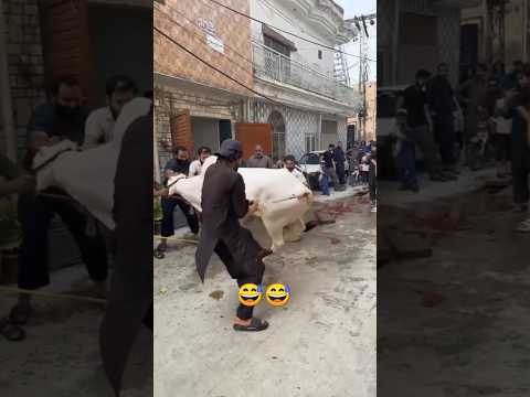 last tak Dekho #youtubeshorts #funny #qurbanicollection eiduladha2025##viralshort