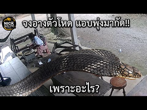 ลุยดิบ EP.21 จงอางตัวโหด แอบพุ่งมากัด!!
